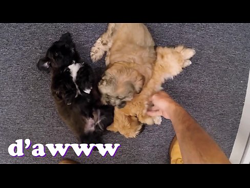 XXX PAWN – Things Get Weird When Valerie White Brings Puppies Into Our Shop